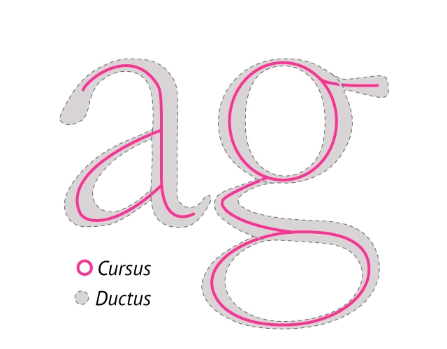 ductus